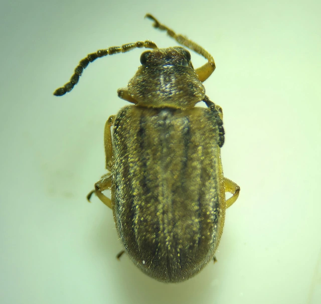 Ophraella communa - parlagfű-olajosbogár