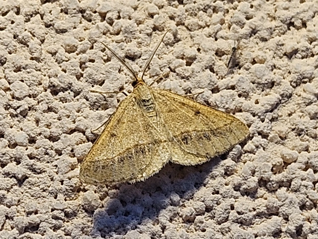 Tephrina arenacearia - lucerna-araszoló