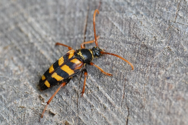 Leptura aurulenta - sárgaszőrű szalagoscincér
