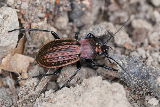 Carabus ulrichii - rezes futrinka Carabus ulrichii - rezes futrinka