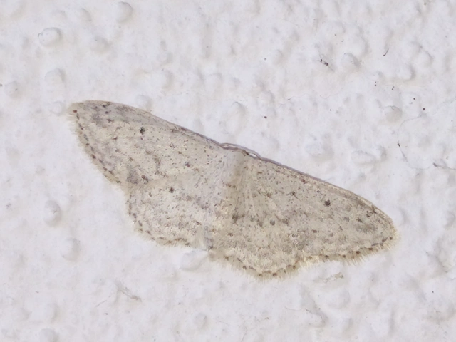 Idaea seriata - szürke apróaraszoló