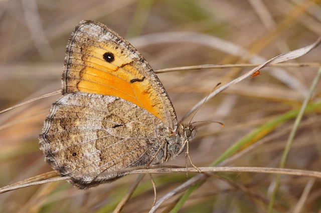 Arethusana arethusa - közönséges szemeslepke
