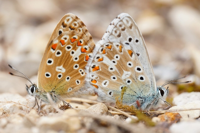 Polyommatus coridon - ezüstkék boglárka