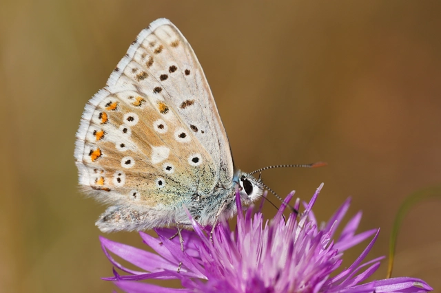 Polyommatus coridon - ezüstkék boglárka