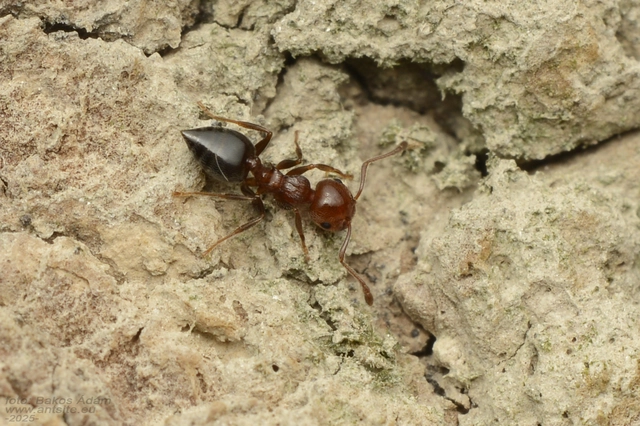 Crematogaster schmidti - vörös szívhangya