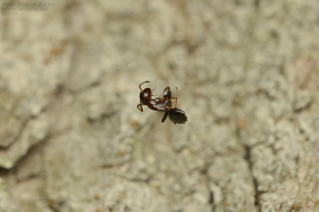 Colobopsis truncata - kapushangya