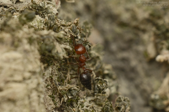 Crematogaster schmidti - vörös szívhangya