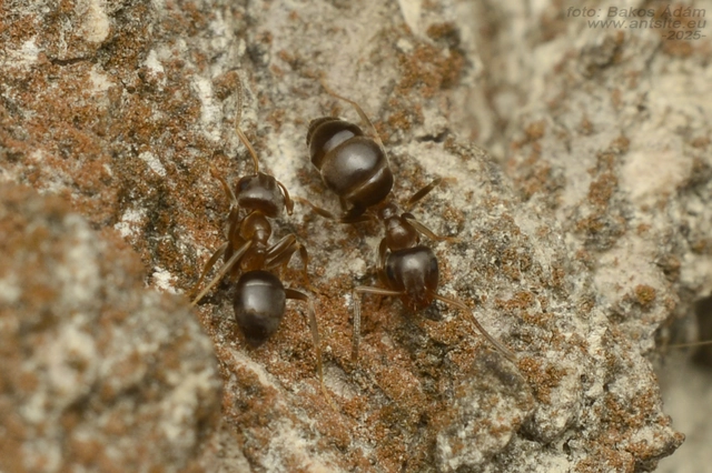 Lasius brunneus - rozsdáshátú feketehangya