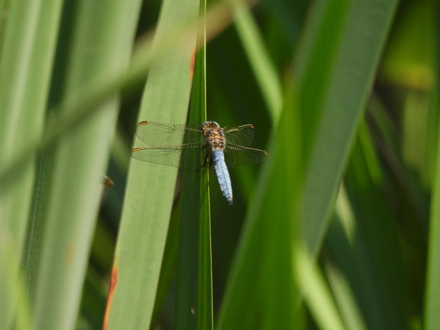Orthetrum coerulescens - karcsú pásztorszitakötő