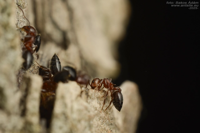 Crematogaster schmidti - vörös szívhangya