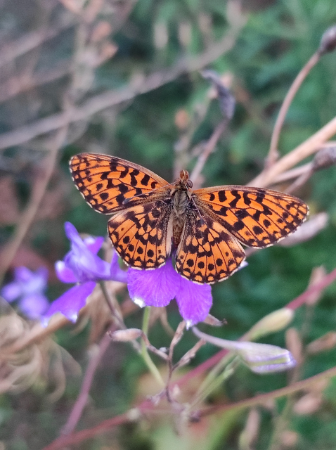 Boloria dia - kis gyöngyházlepke