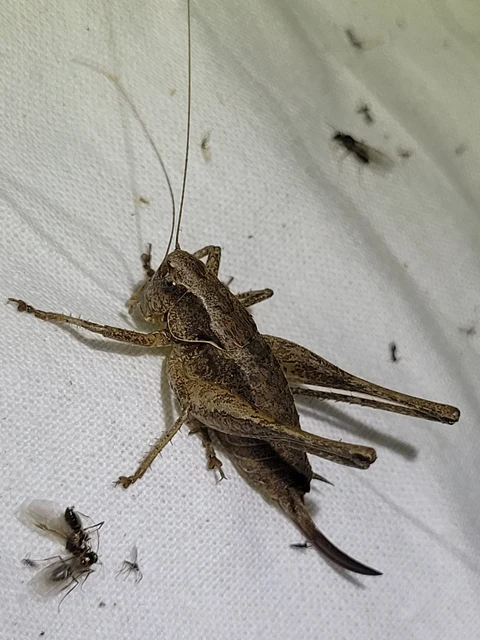 Pholidoptera griseoaptera - szürke avarszöcske