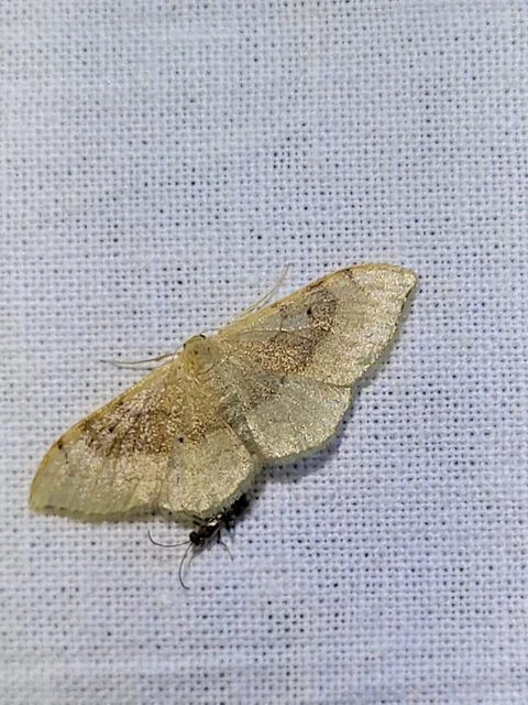 Idaea degeneraria - barnasávos araszoló