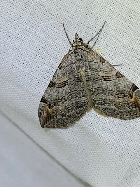 Aplocera efformata/plagiata