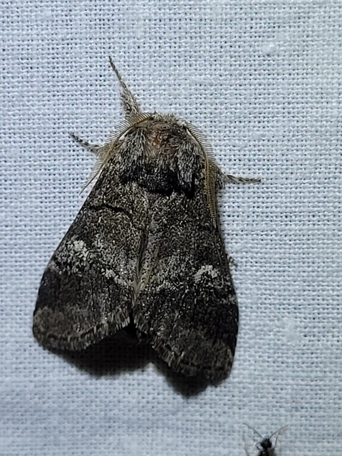 Drymonia querna - tölgyfa-púposszövő