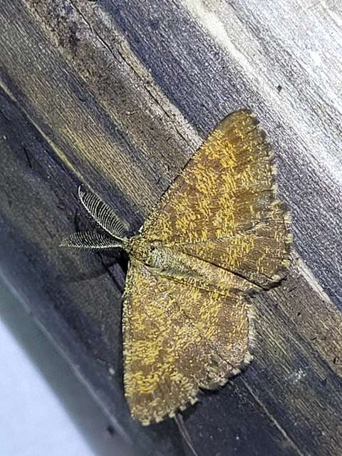 Ematurga atomaria - barna rétiaraszoló