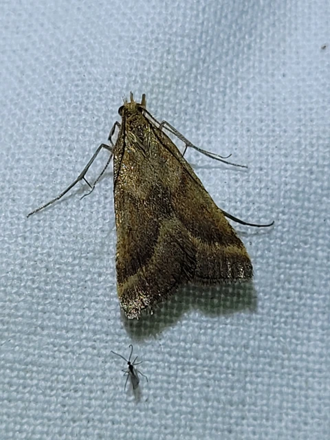 hosszúlábú fényilonca - Synaphe punctalis