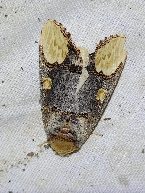 Phalera bucephaloides - magyar púposszövő