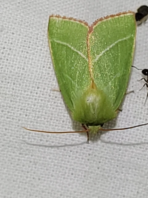 Pseudoips prasinana - bükkfa-zöldbagoly