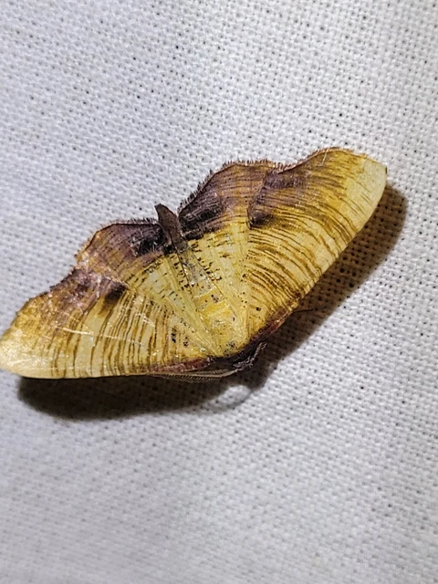 baltaszárnyú araszoló - Plagodis dolabraria