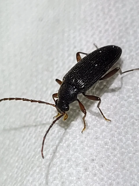 Allecula morio - karcsú alkonybogár Allecula morio - karcsú alkonybogár