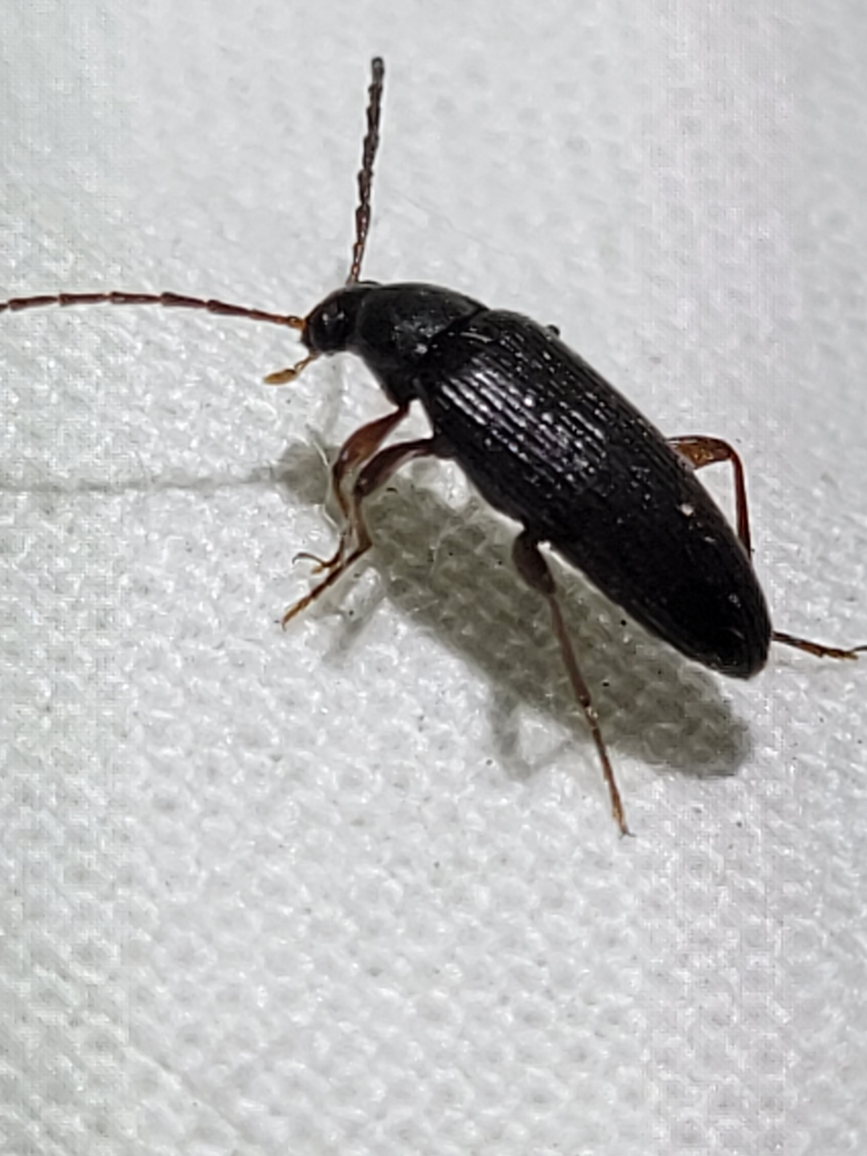 Allecula morio - karcsú alkonybogár