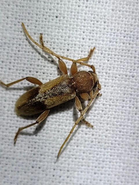 Trichoferus pallidus - sápadt éjicincér