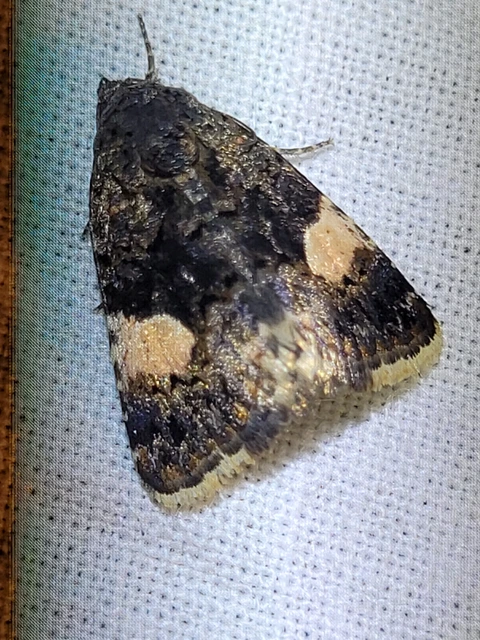 fekete nappalibagoly - Tyta luctuosa