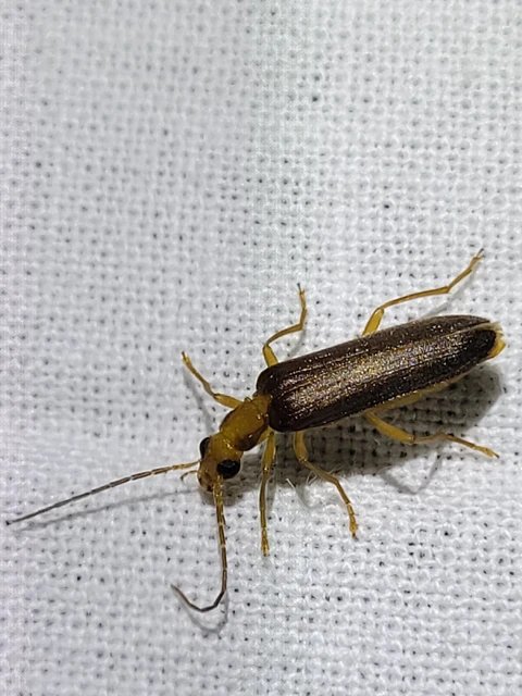 Nacerdes carniolica - karnóliai álcincér