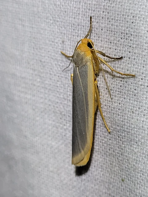 Eilema complana - közönséges zuzmószövő