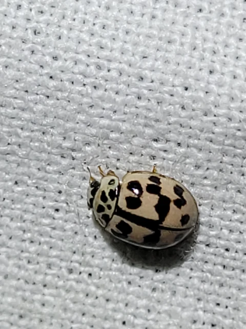 Oenopia conglobata - rózsás katica