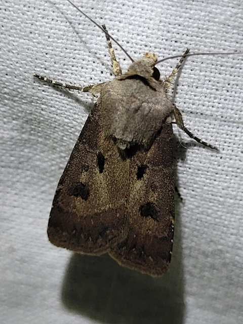 felkiáltójeles földibagoly - Agrotis exclamationis