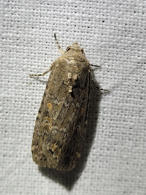 Spodoptera exigua - apró jegyesbagoly