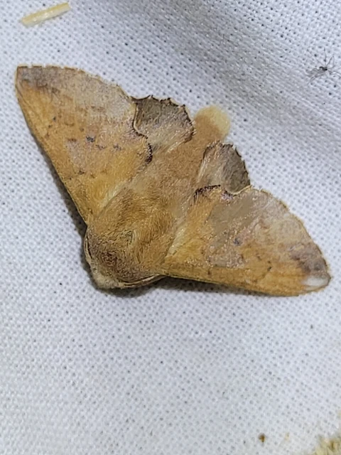 Phyllodesma tremulifolia - nyárlevélpohók