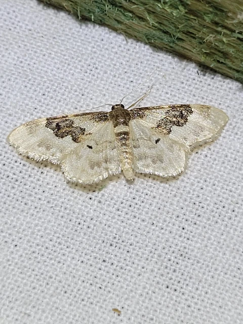Idaea rusticata - tarka apróaraszoló