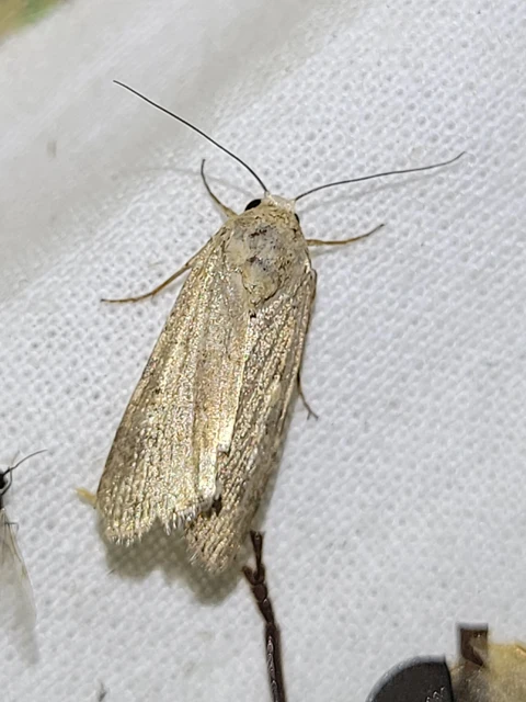 Spodoptera exigua - apró jegyesbagoly