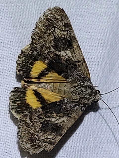 kis sárgaövesbagoly - Catocala nymphagoga