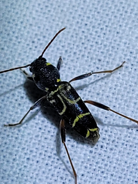 Xylotrechus antilope - fürge darázscincér