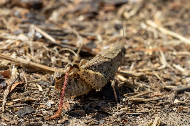 Calliptamus italicus - olaszsáska