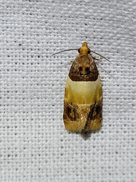 barnatövű tükrösmoly - Epinotia festivana