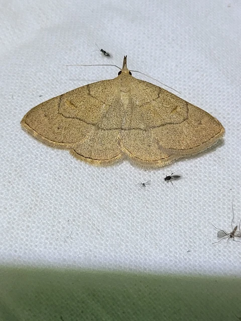 Paracolax tristalis - sárgás karcsúbagoly