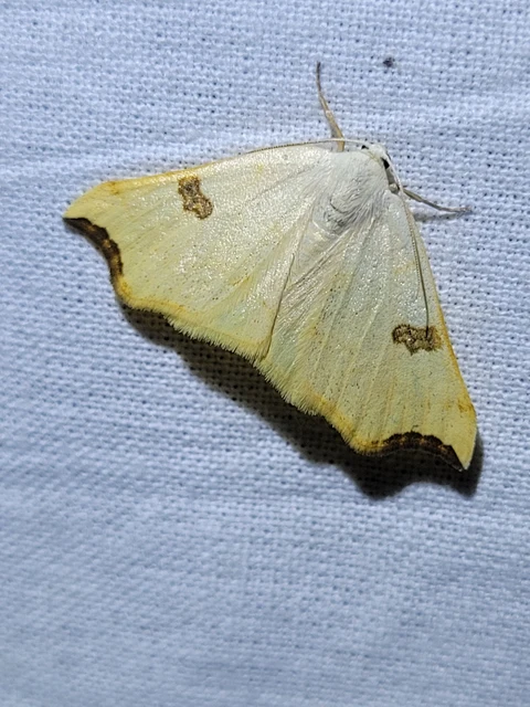 fehér fűzfaaraszoló - Eilicrinia cordiaria