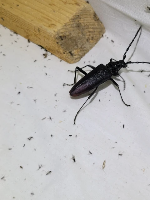 Cerambyx cerdo - nagy hőscincér