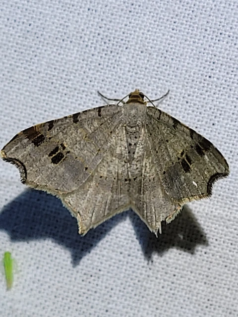 Macaria alternata - közönséges szürkearaszoló
