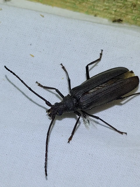 Aegosoma scabricorne - diófacincér