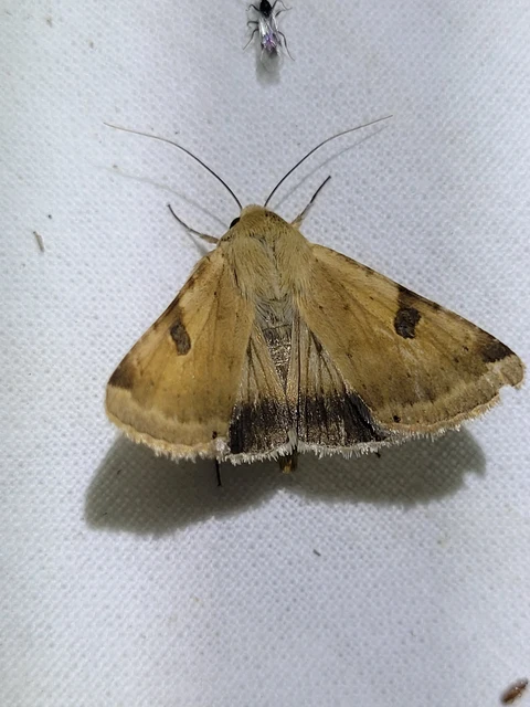 nagy veteménybagoly - Heliothis peltigera