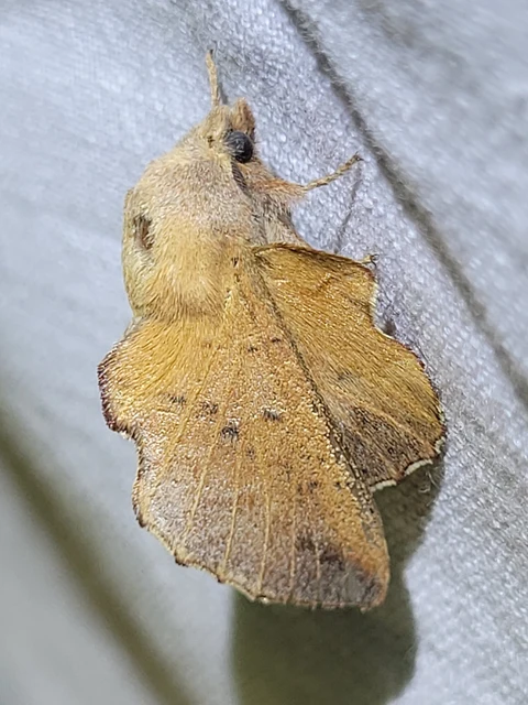 Phyllodesma tremulifolia - nyárlevélpohók