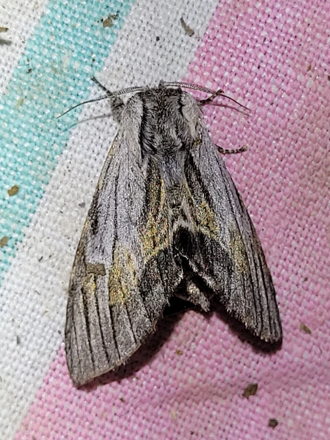 pergamen-púposszövő - Harpyia milhauseri