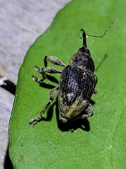 Curculio venosus - tarajos zsuzsóka