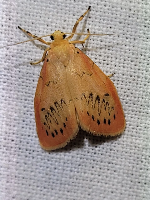 Miltochrista miniata - piros medvelepke